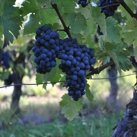 Le Manoir Du Murier * Boisredon